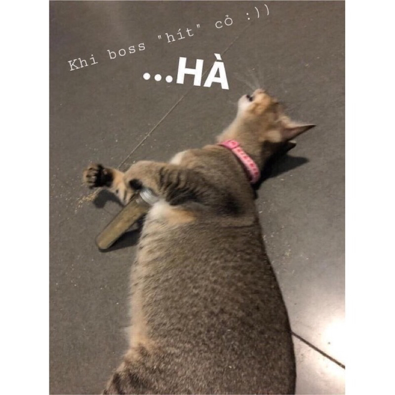 Cỏ dành cho mèo Canip