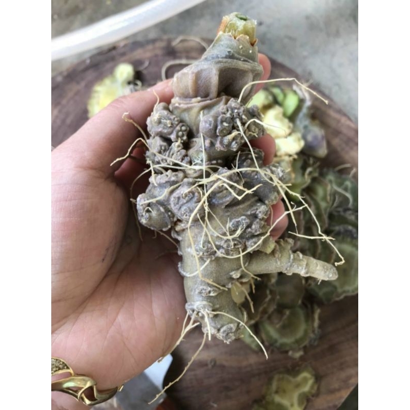 Tam thất thái lát khô loại 1