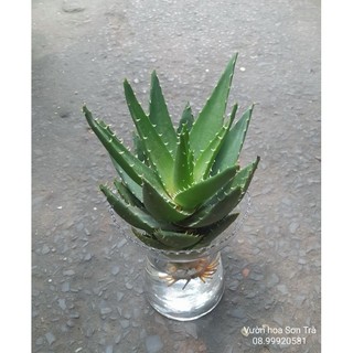 (VHST - GIAO TP.HCM 1-5H) Chậu NHA ĐAM KIỂNG, thủy sinh.