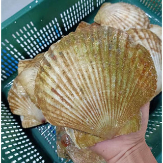 Sò điệp Nhật nguyên vỏ 1kg