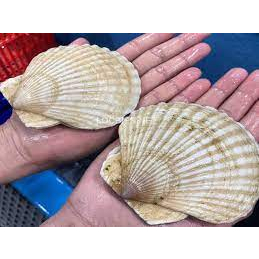 Sò điệp Nhật nguyên vỏ 1kg