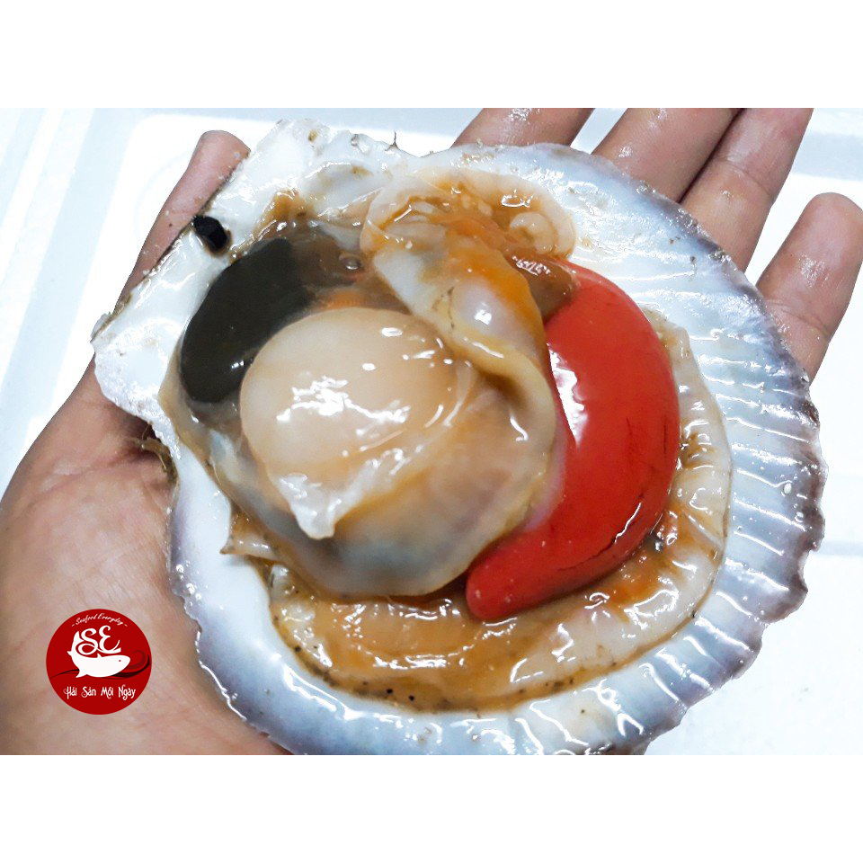 Sò điệp Nhật nguyên vỏ 1kg