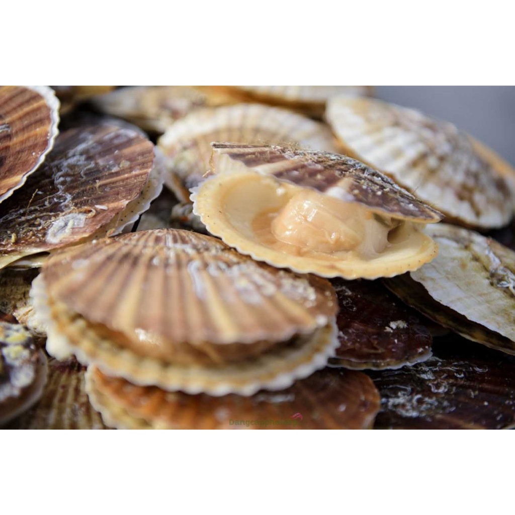 Sò điệp Nhật nguyên vỏ 1kg