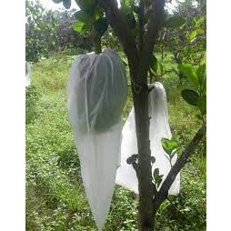 100 túi mít lớn 50x70