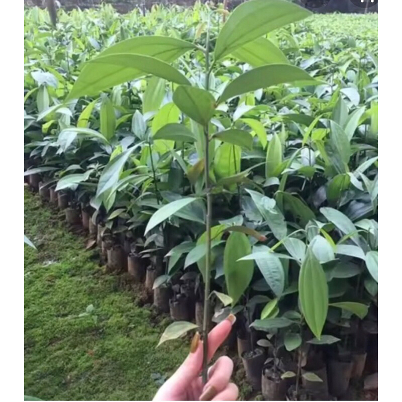 Cây quế giống-cây cao 30-40cm