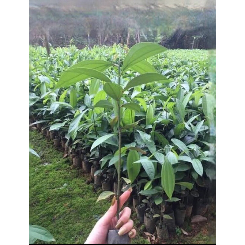 Cây quế giống-cây cao 30-40cm