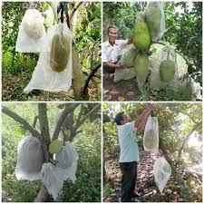 100 túi mít lớn 50x70