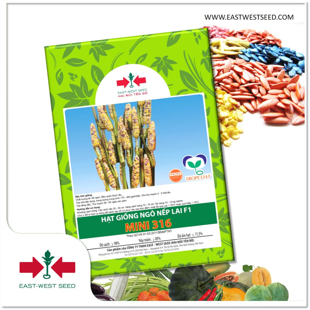 GÓI 50g (KHOẢNG 279 HẠT) HẠT GIỐNG NGÔ NẾP LAI F1 MINI 316 CỦA EAST-WEST SEED (HAI MŨI TÊN ĐỎ)