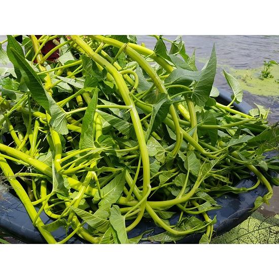 Hạt Giống Rau Muống Siêu Ngọn  -