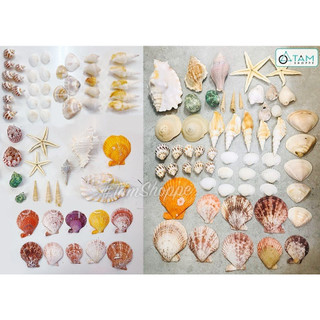 Hủ nhựa 13 kiểu vỏ sò ốc biển trang trí ĐK2-10cm 500-550gr VOOC-07_TAN