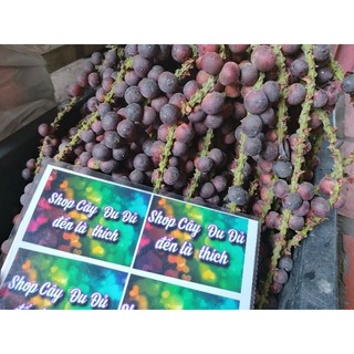 cây đủng đỉnh - cây con giống