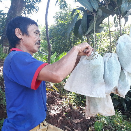 100 túi vải bọc xoài, na thái 20x 25