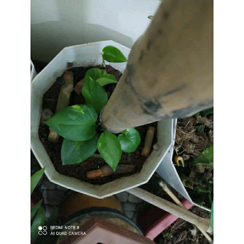 1 nhánh dây trầu bà