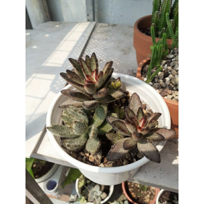 Sen đá nhung đen size chậu trung
