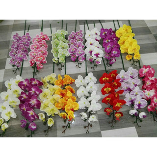 Lan hồ điệp giả, hồ điệp vải 9b