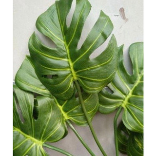 cây giả - cây lá rùa cao 70cm