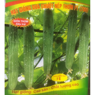 Hạt giống Dưa chuột nếp thơm F1