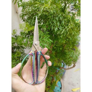 KÉO CẮT THỰC PHẨM NHẬT HÀNG BÃI NHẬT