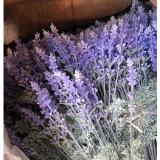 hoa giả - lavender ( oải hương) ( để Free ship CHAT ngay với người bán)