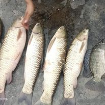 Combo 6 gói PC05 - Chuyên Cá trắm cỏ, chim, chép, rô phi, trắm đen, trôi