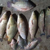 Combo 6 gói PC05 - Chuyên Cá trắm cỏ, chim, chép, rô phi, trắm đen, trôi