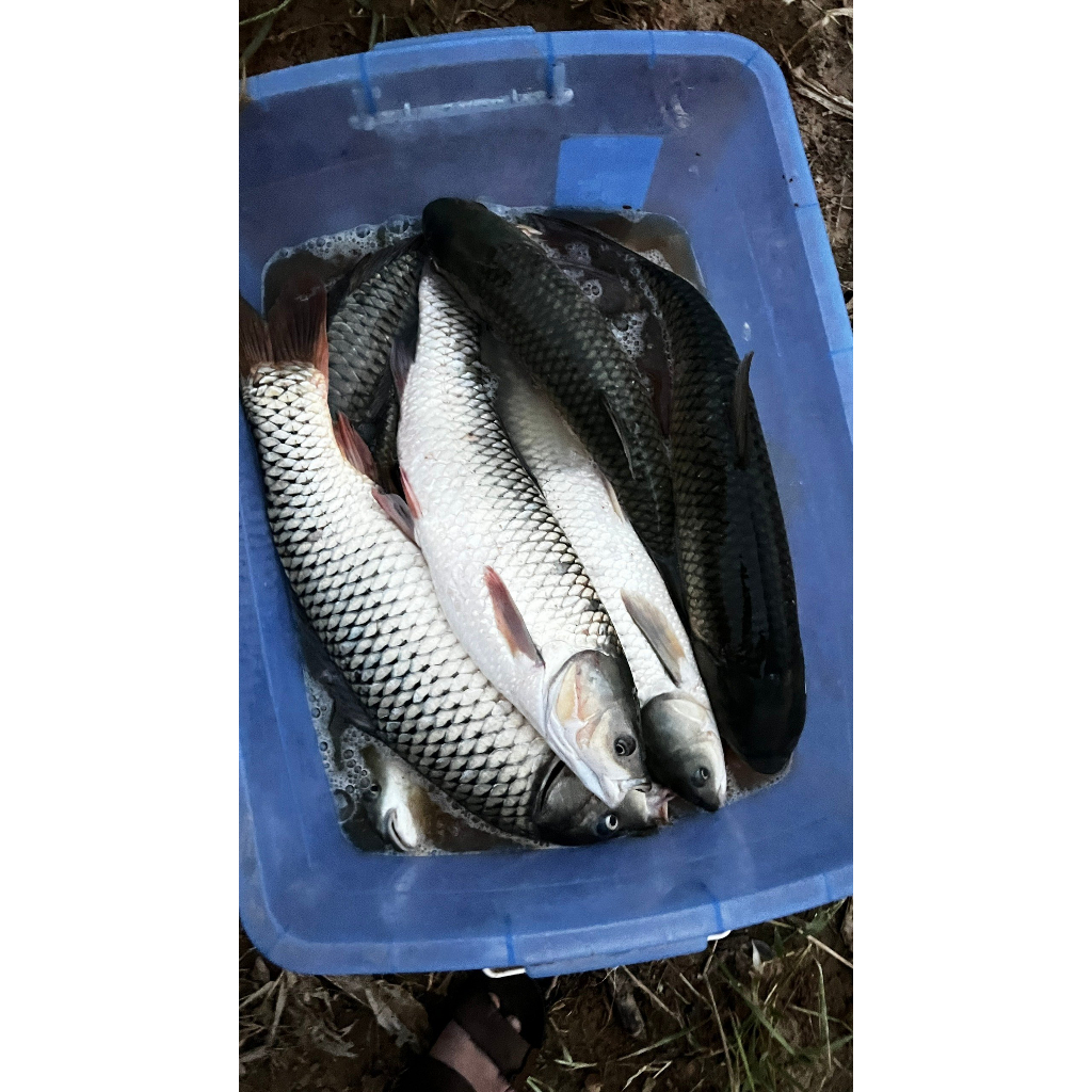 Combo 6 gói PC05 - Chuyên Cá trắm cỏ, chim, chép, rô phi, trắm đen, trôi
