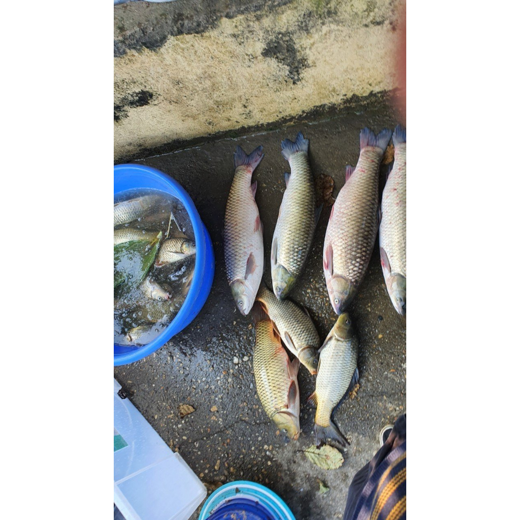 Combo 6 gói PC05 - Chuyên Cá trắm cỏ, chim, chép, rô phi, trắm đen, trôi