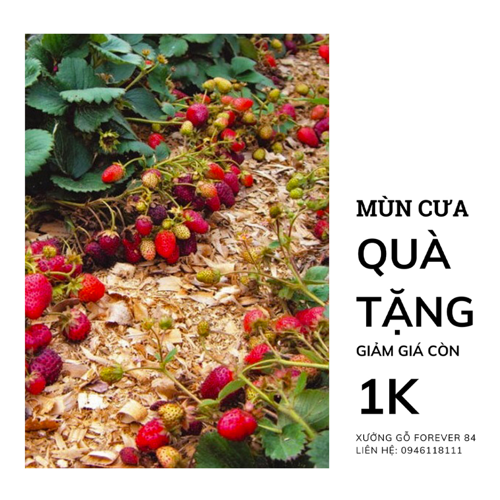 Mùn Cưa 300G Làm Phân Hữu Cơ Tự Nhiên - Dùng Trồng Cây - Lót Chuồng Thú Cưng - Được Bào Trực Tiếp Từ Gỗ Thông