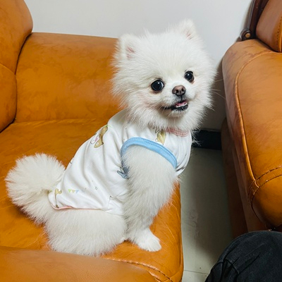 Áo thun/ba lỗ hai chú thỏ dành cho thú cưng