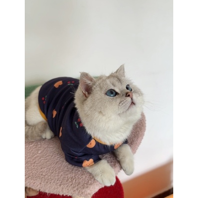 Áo thun gấu & cherry dành cho thú cưng