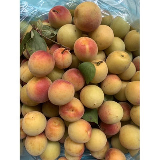1kg quả Mơ tươi để ngâm đường/ rượu (mơ sắp hết mùa rồi ạ, mn mua nhanh kẻo hết)