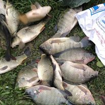 Combo 6 gói PC05 - Chuyên Cá trắm cỏ, chim, chép, rô phi, trắm đen, trôi