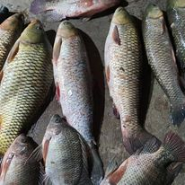 Combo 6 gói PC05 - Chuyên Cá trắm cỏ, chim, chép, rô phi, trắm đen, trôi