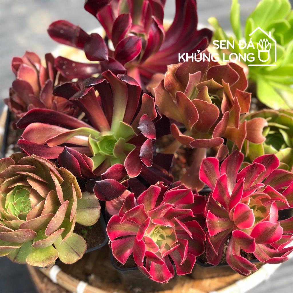 Tổng hợp sen đá AEO - Aeonium collection