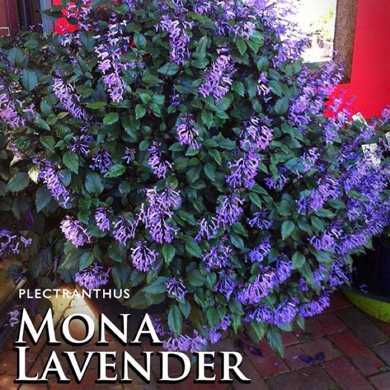 Hoa: Plectranthus “ Mona Lavender “ - Oải hương Nam Phi