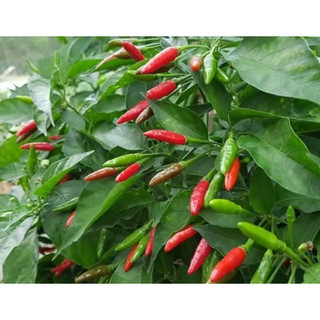 Cây giống ớt xiêm xanh