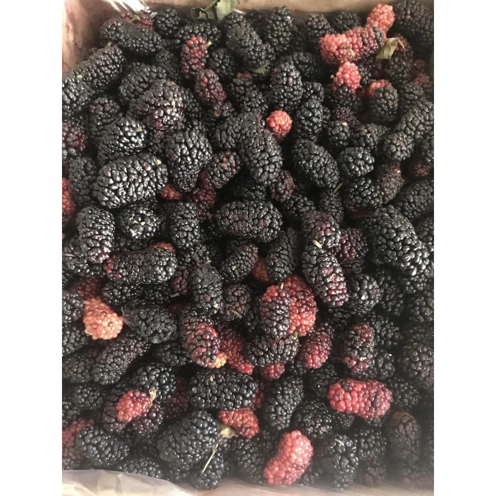 (Hỏa tốc) Dâu tằm tươi 3kg