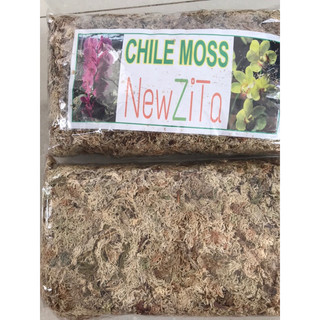 Dớn trắng Chile moss giá thể trồng Lan