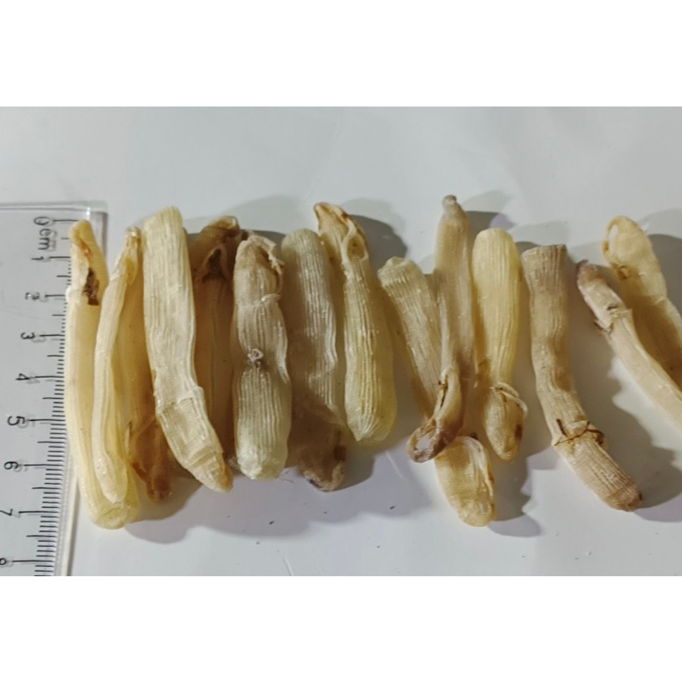 Sá Sùng khô Vân Đồn loại 1 Size To/Đặc sản Quảng Ninh/Sạch cát,độ ngọt cao đóng gói 50g,100g,200g