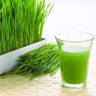 Hạt giống cỏ lúa mì ,lúa mạch (dinh dưỡng cao) --gói 50 gram