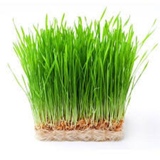 Hạt giống cỏ lúa mì ,lúa mạch (dinh dưỡng cao) --gói 50 gram