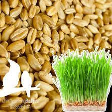 Hạt giống cỏ lúa mì ,lúa mạch (dinh dưỡng cao) --gói 50 gram