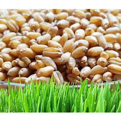 Hạt giống cỏ lúa mì ,lúa mạch (dinh dưỡng cao) --gói 50 gram