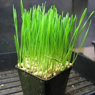 Hạt giống cỏ lúa mì ,lúa mạch (dinh dưỡng cao) --gói 50 gram