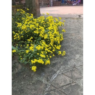 cúc rủ vàng cây cao 5_8cm