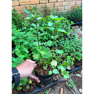 Cây bạc hà Cam - Orange Mint