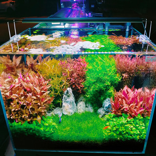 Cây Thủy Sinh cắt cắm dễ chăm không cần Co2 (lá cạn)