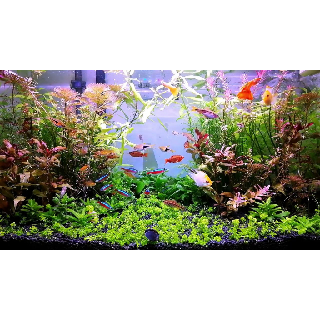 Top Cây Thủy Sinh cắt cắm dễ trồng