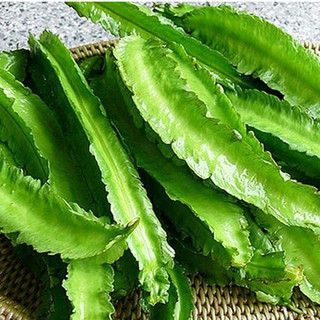 Hạt giống Đậu rồng Thái cao sản, trồng nhanh thu hoạch