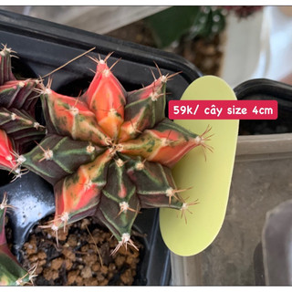 Xương rồng gymno lem